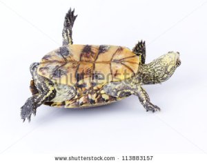 turtle-upside-down-on-its-back-isolated-on-white-113883157