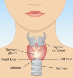 Thyroid-Gland-958x1024